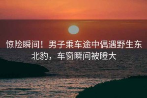 驚險瞬間！男子乘車途中偶遇野生東北豹，車窗瞬間被瞪大