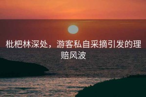 枇杷林深處，游客私自采摘引發(fā)的理賠風(fēng)波