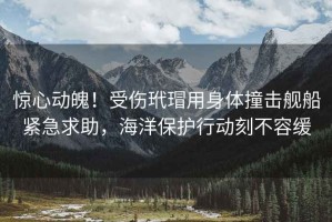 驚心動魄！受傷玳瑁用身體撞擊艦船緊急求助，海洋保護行動刻不容緩