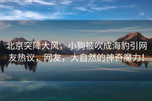北京突降大風(fēng)，小狗被吹成海豹引網(wǎng)友熱議，網(wǎng)友，大自然的神奇魔力！