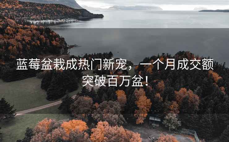 藍莓盆栽成熱門新寵，一個月成交額突破百萬盆！