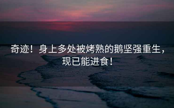 奇跡！身上多處被烤熟的鵝堅強重生，現已能進食！