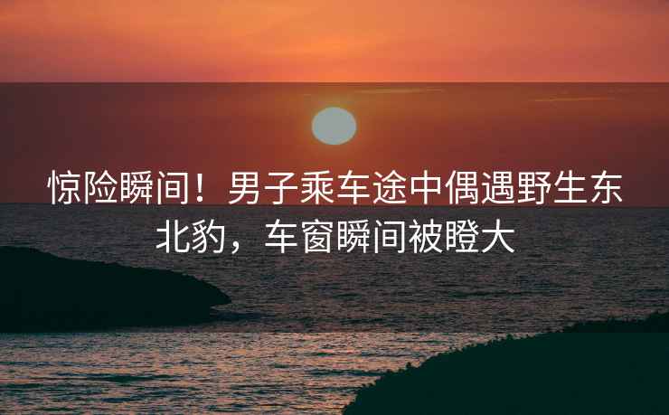 驚險瞬間！男子乘車途中偶遇野生東北豹，車窗瞬間被瞪大
